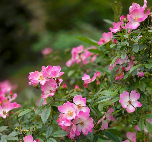 The Garden Inspiration Series