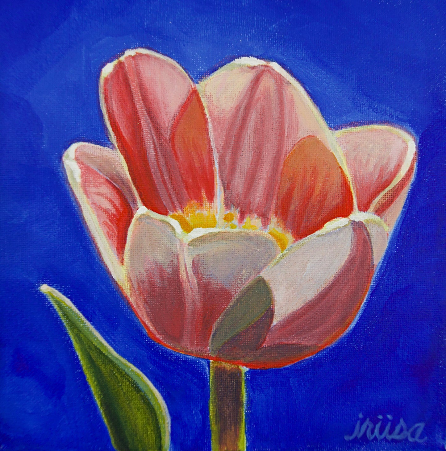Original Painting – Pink Tulip, 8 inches x 8 inches
